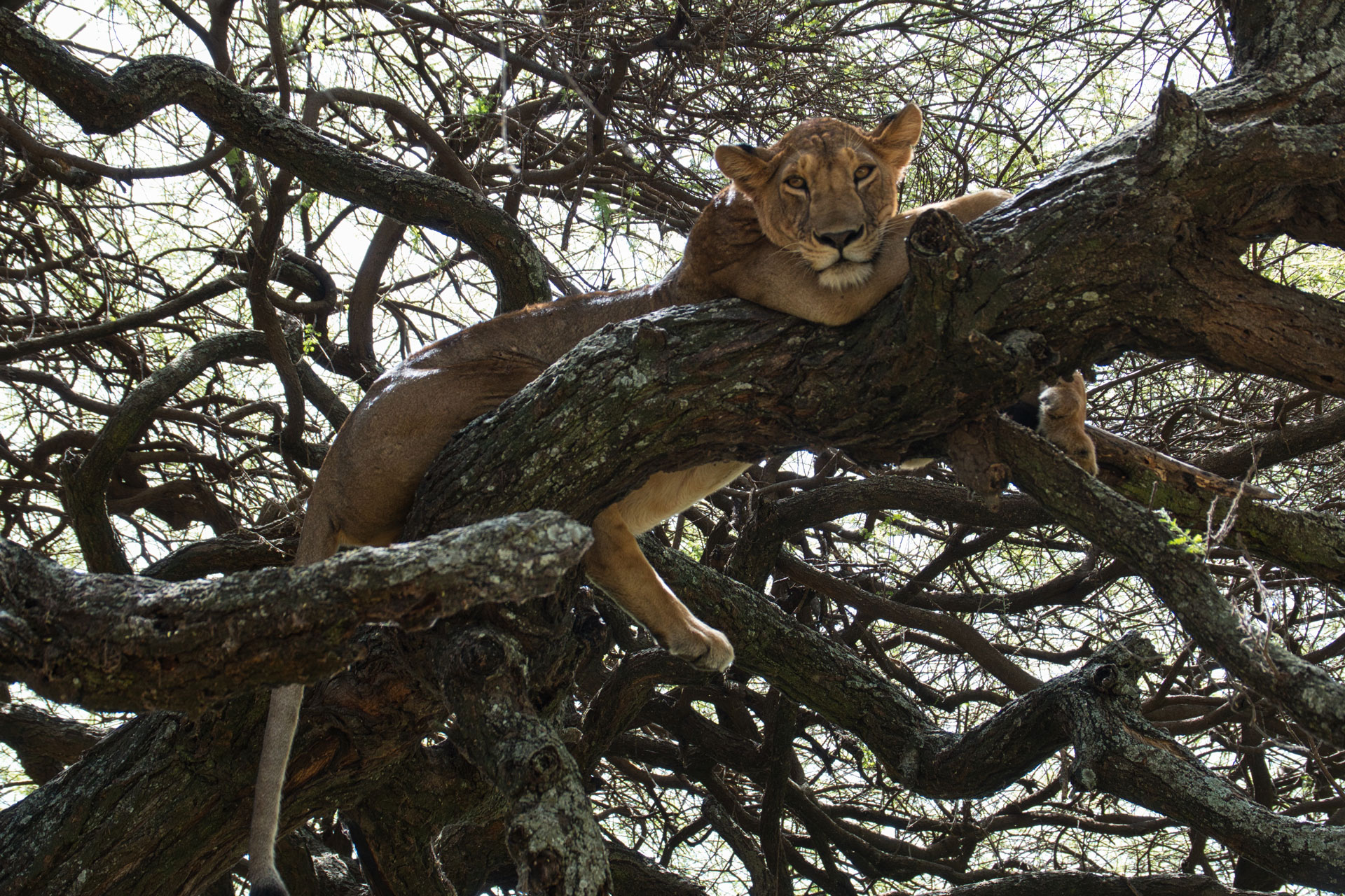 Tree-Climbing-Lions-